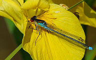 Red-eyed Damselfly (Male, Erythromma najas)